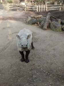 rhino1